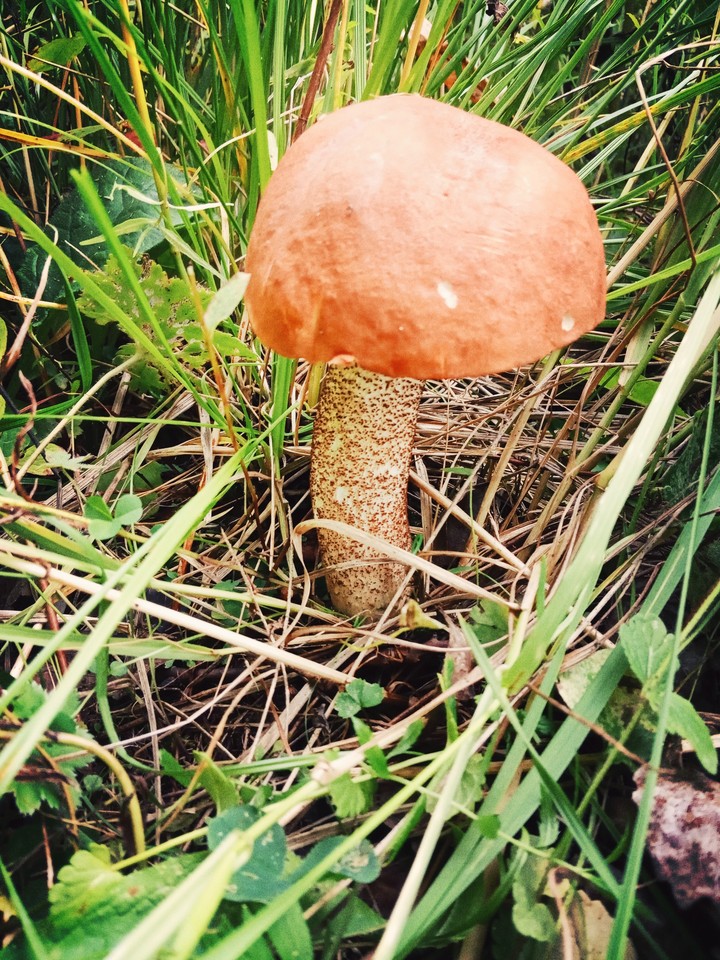 Подосиновик