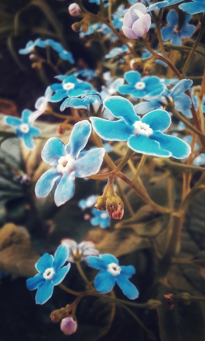 spring