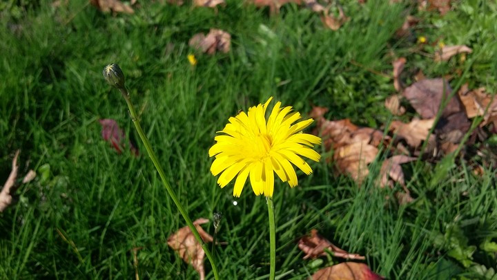 Dandelion Yellow