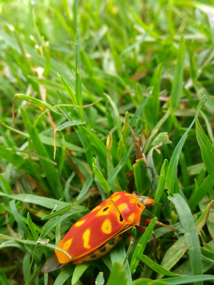 Insect