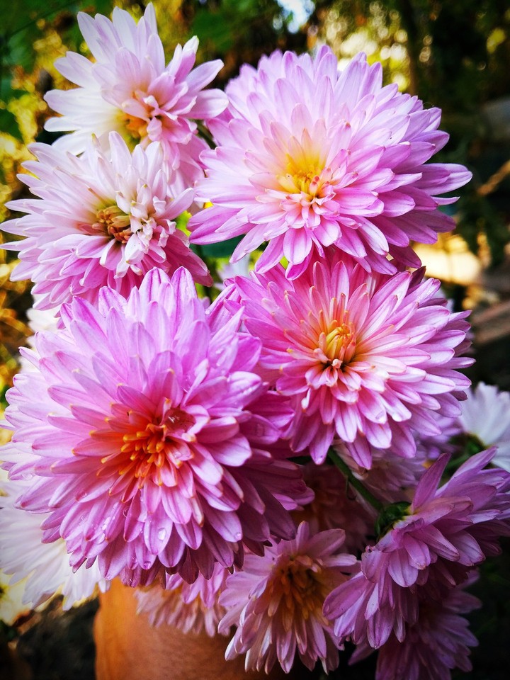 flowers