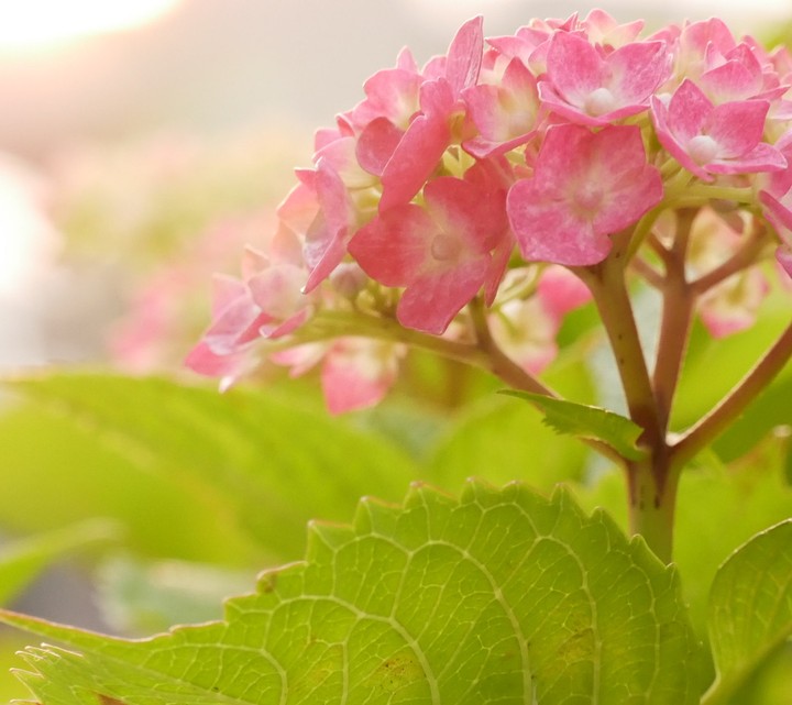 hydrangea