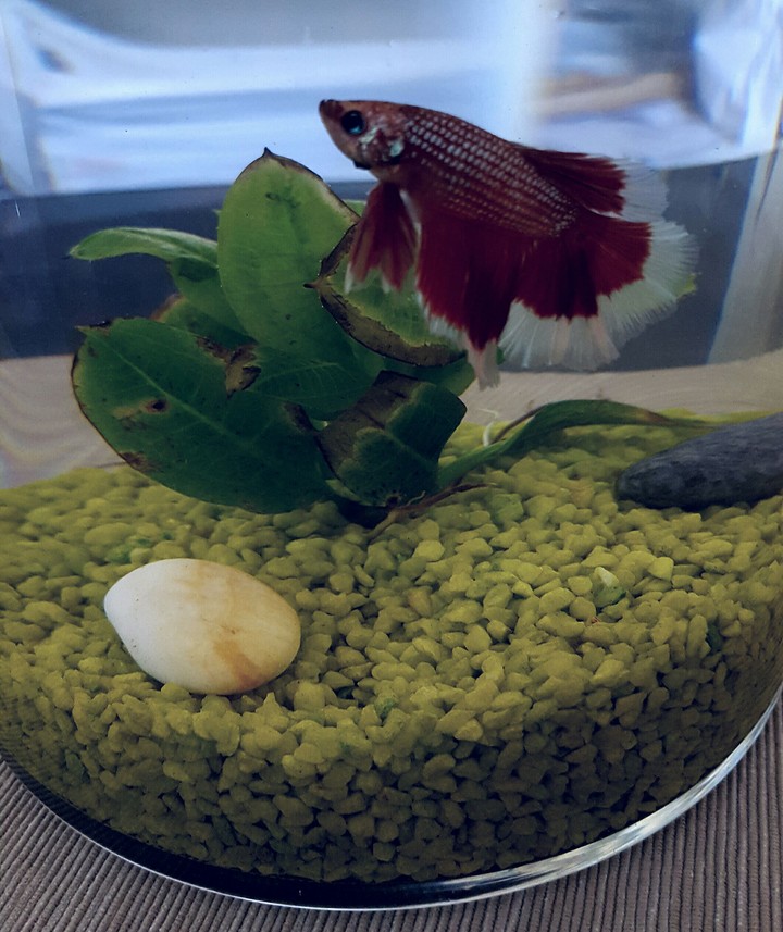 My new fish. This is my passion ♡