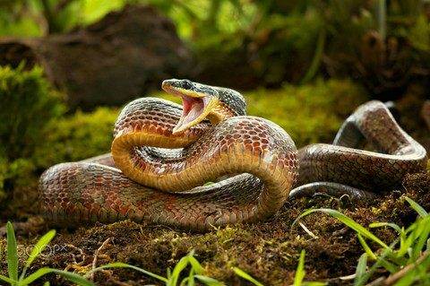 Puffing Snake + Milan Zygmunt