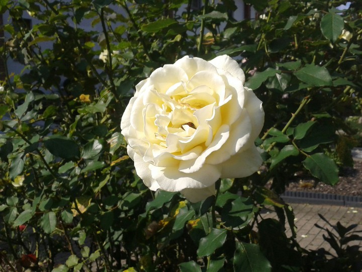 rose