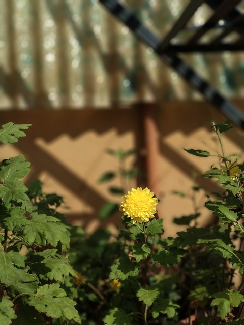 beautiful, flower háttérképek