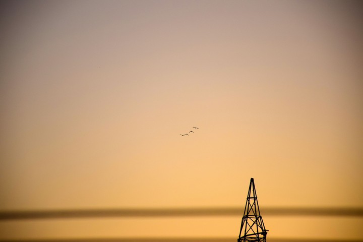 Birds flying.