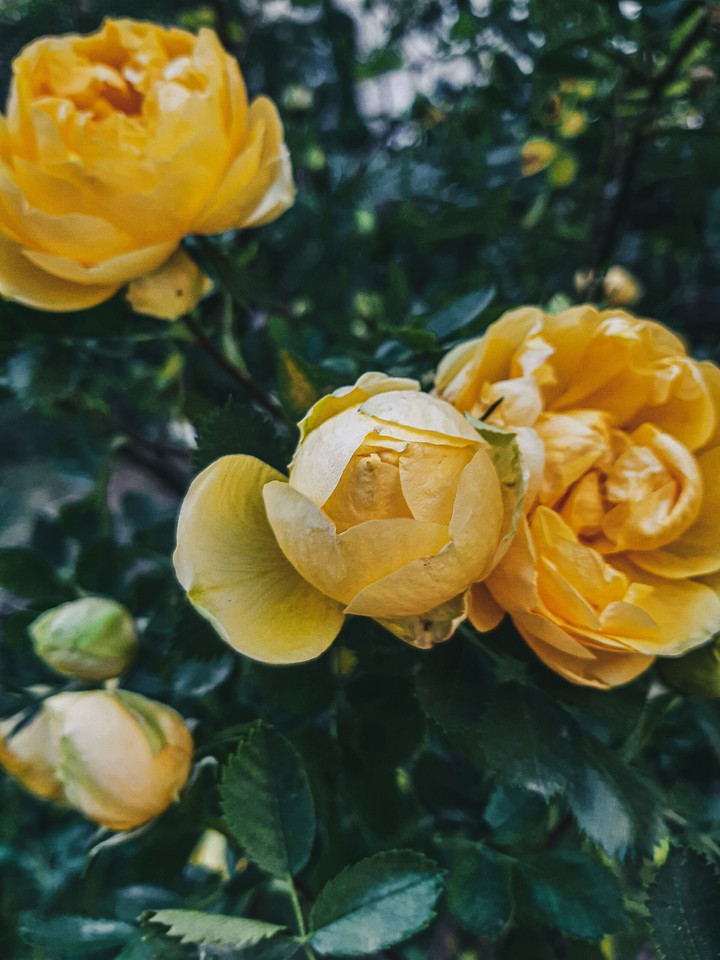 flowers