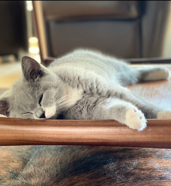 cat