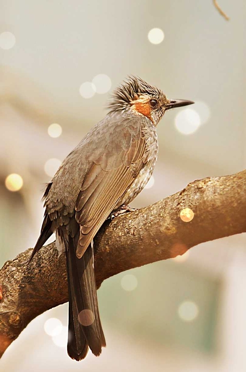 тапети bird, bulbul