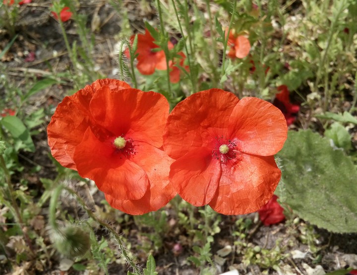poppy