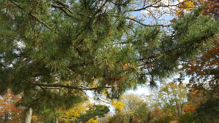 nature