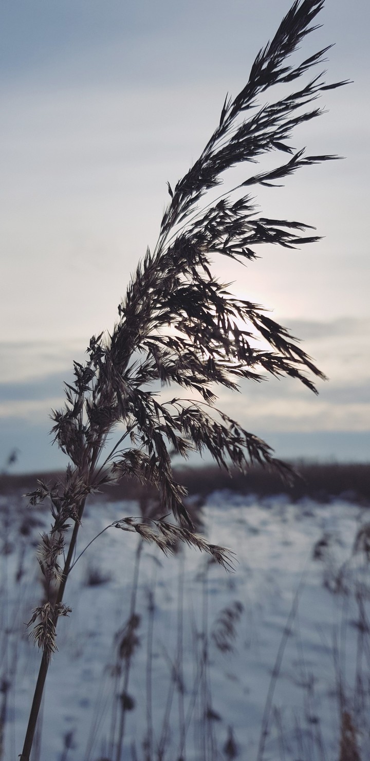 reed