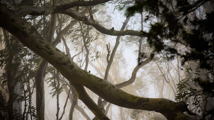 The Fog