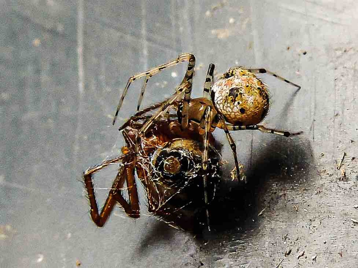 aranhas