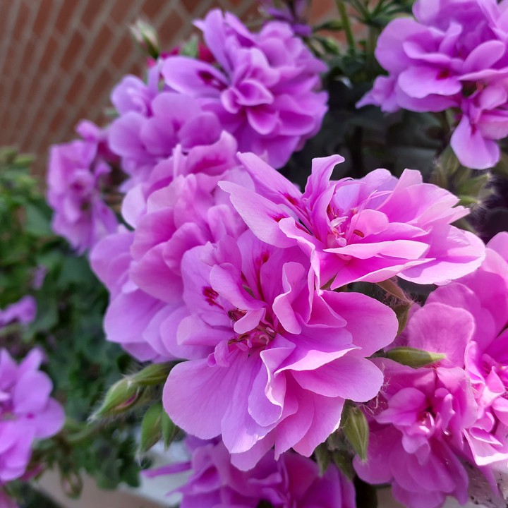 geranium