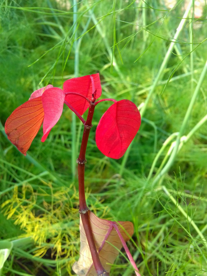 red