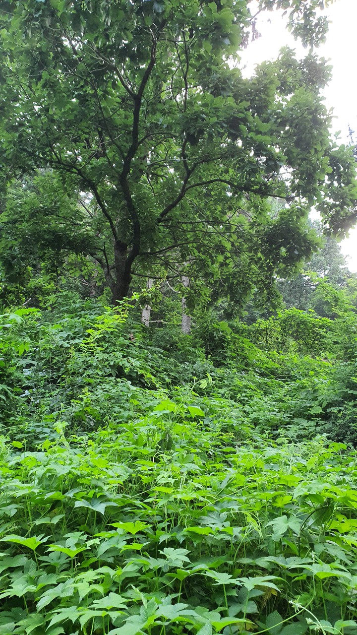 숲(forest)