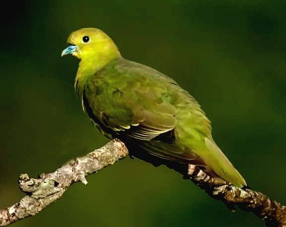 Bird