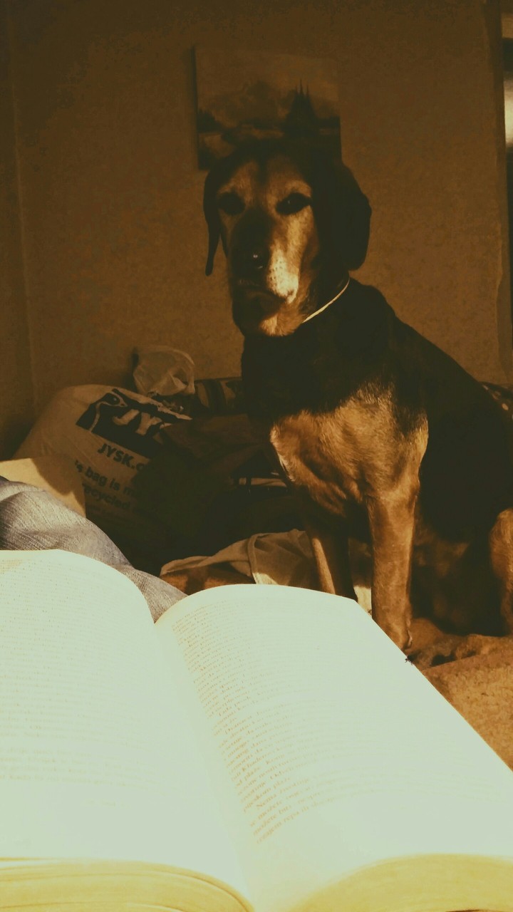 Dog & Book .