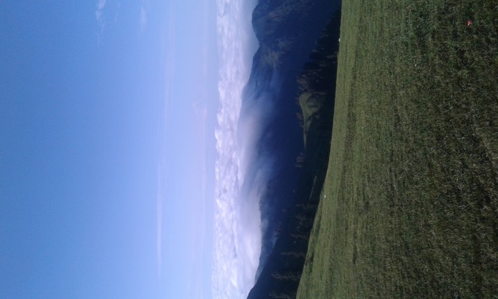 tolli peer