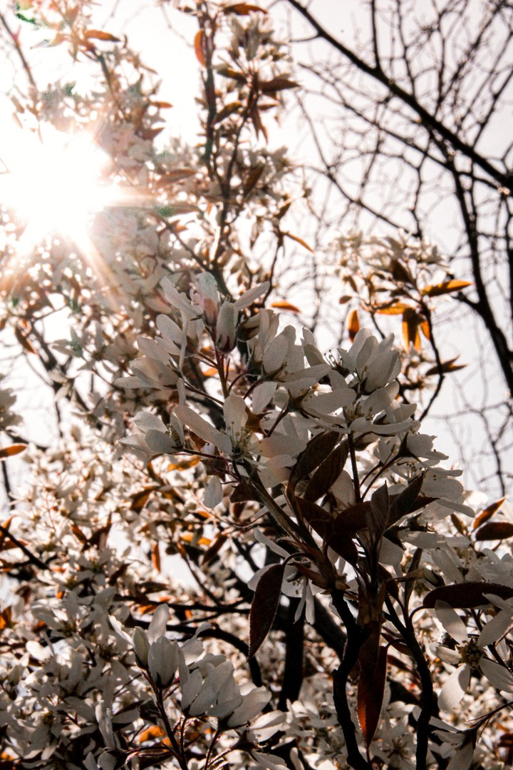 sun and flower