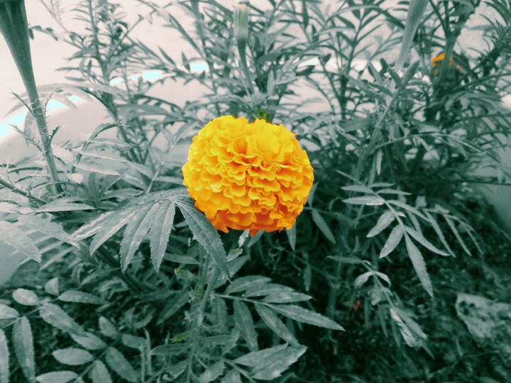 flower
