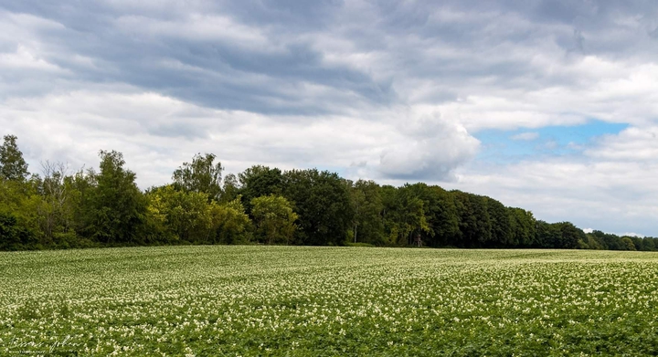 Field