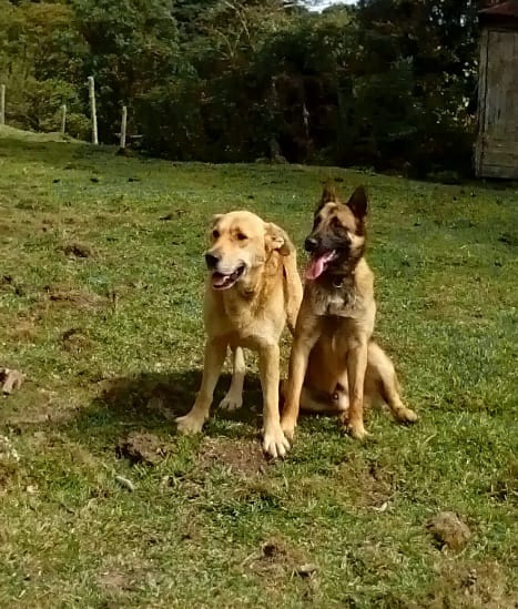 Dogs