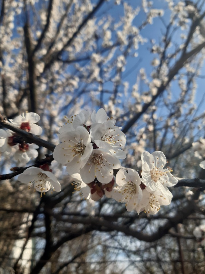 spring