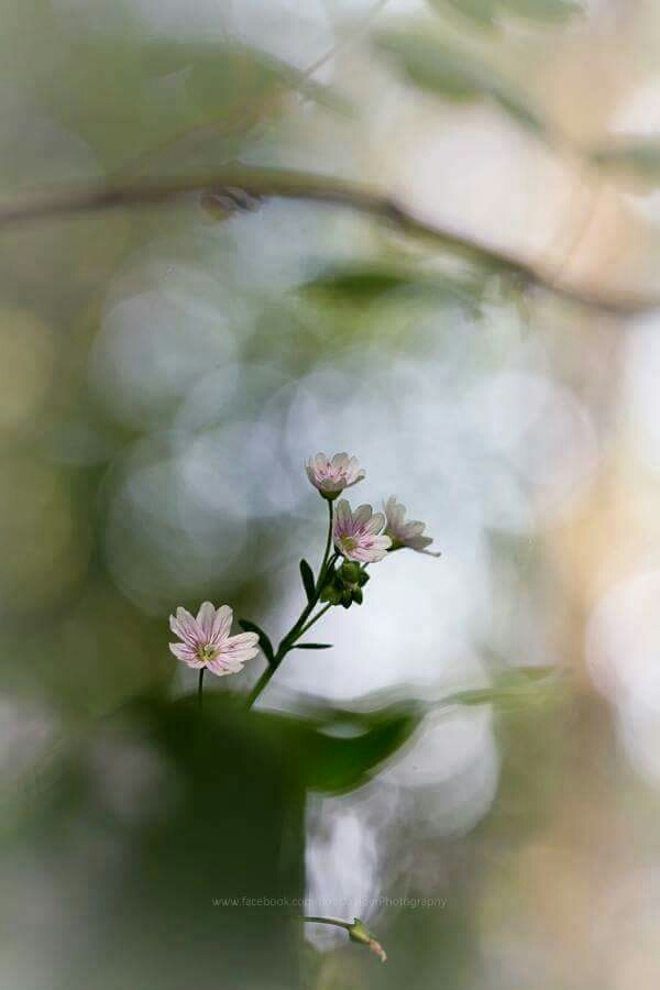 lovely flower