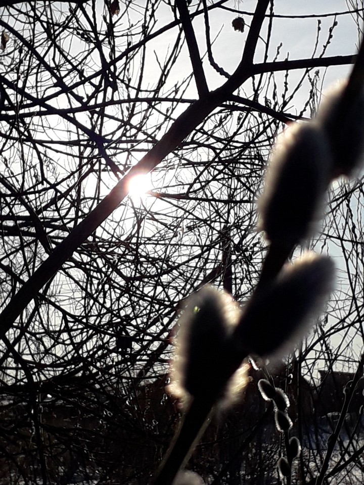 forest ●~●