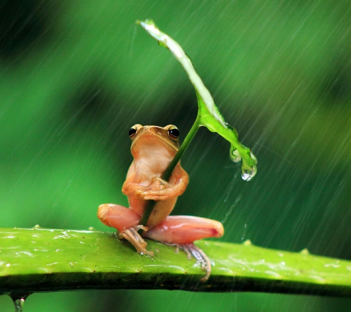 rain