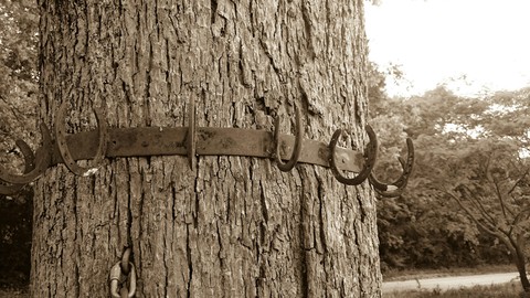 horse shoes on the tree
