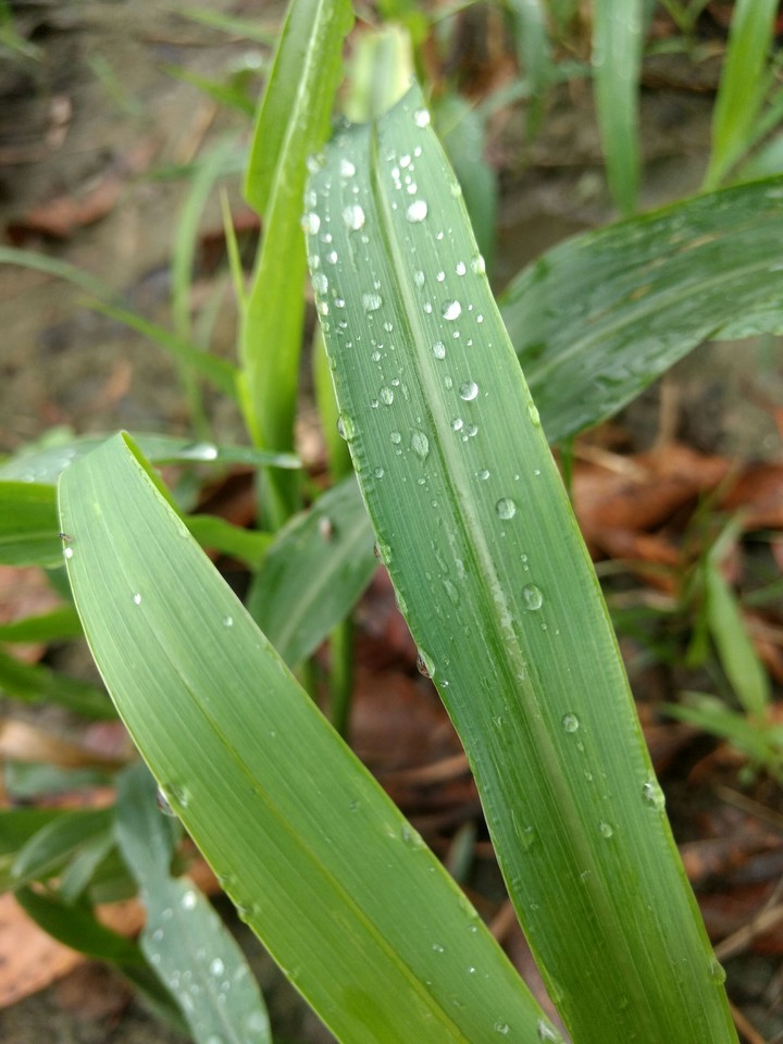 dew drops