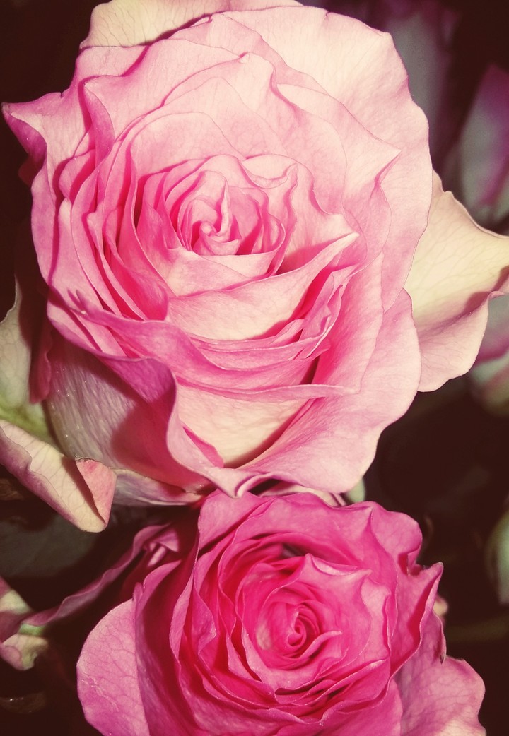 a single rose