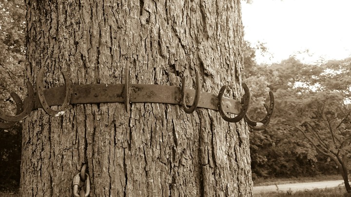 horse shoes on the tree