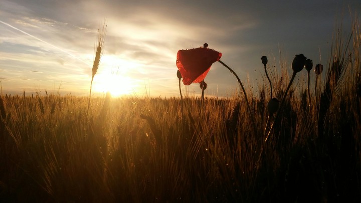 wheat