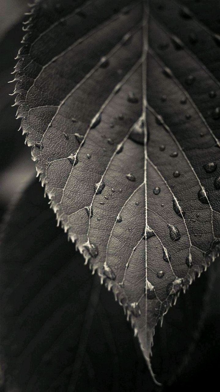 leaf