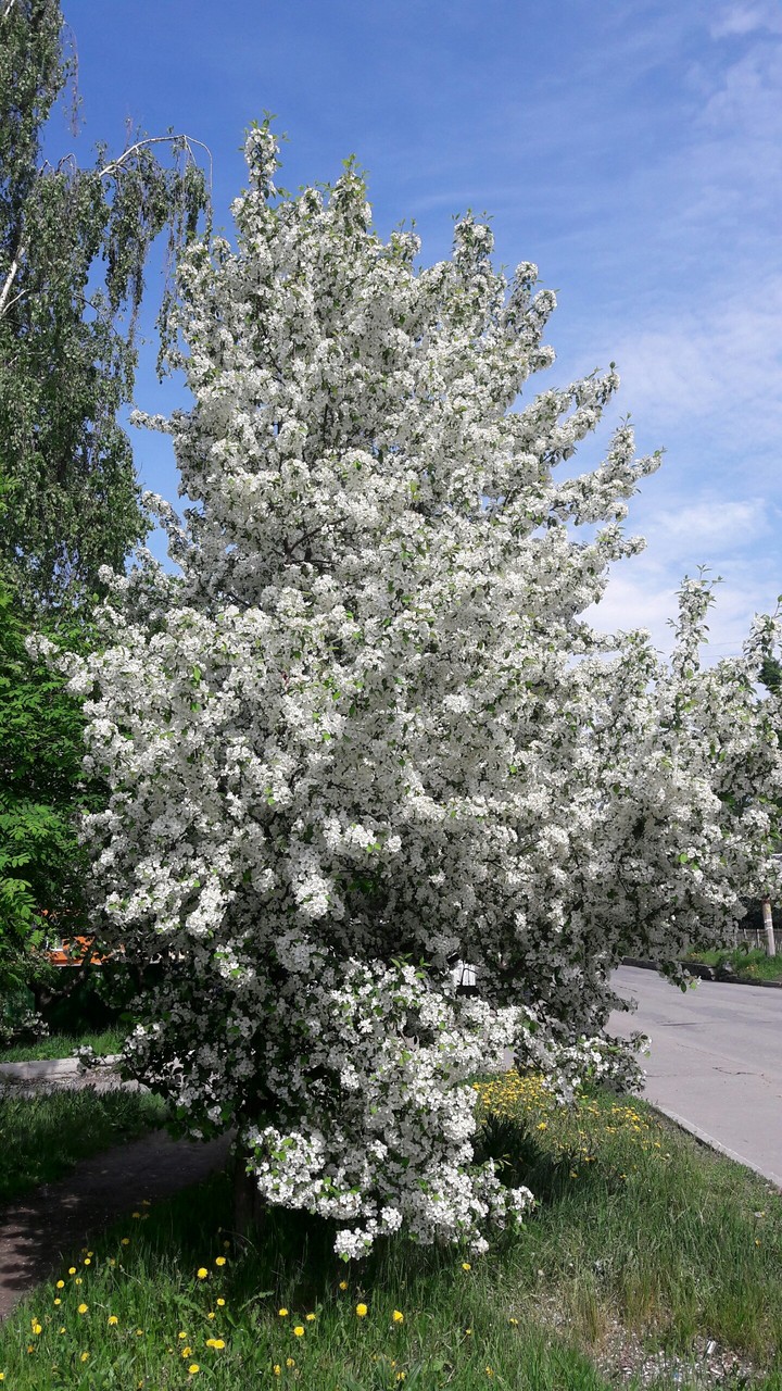 Blossoming tree