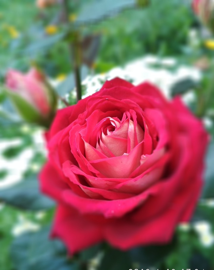 red roses