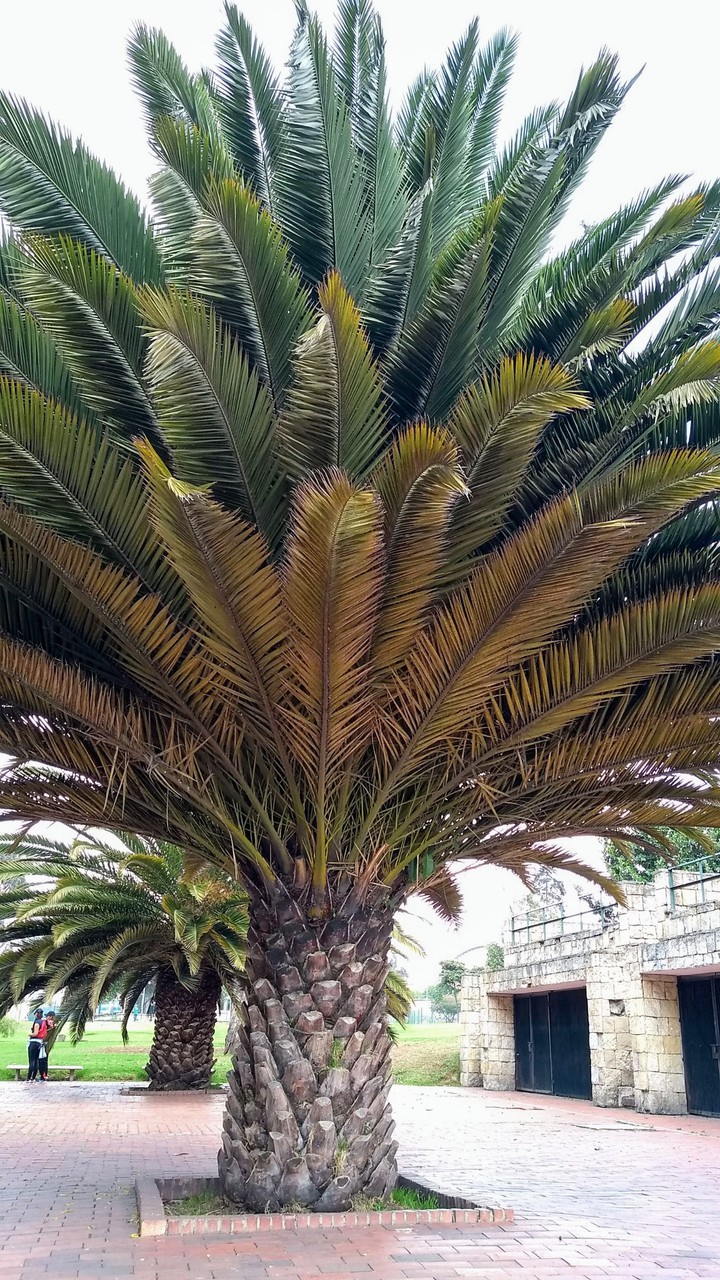 Palmera Parque Timiza