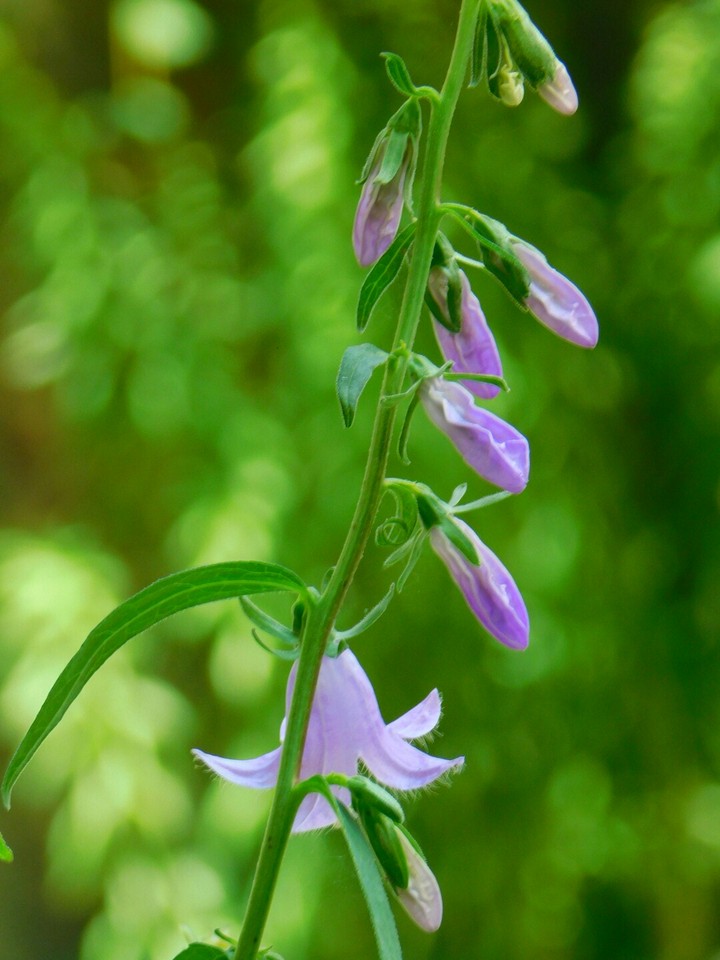 Bellflower