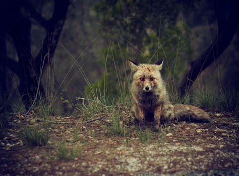 Fox