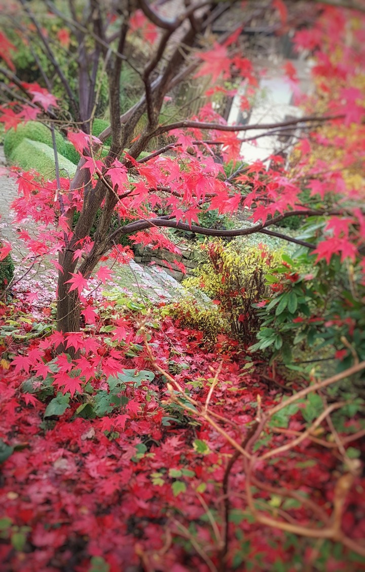 Red color