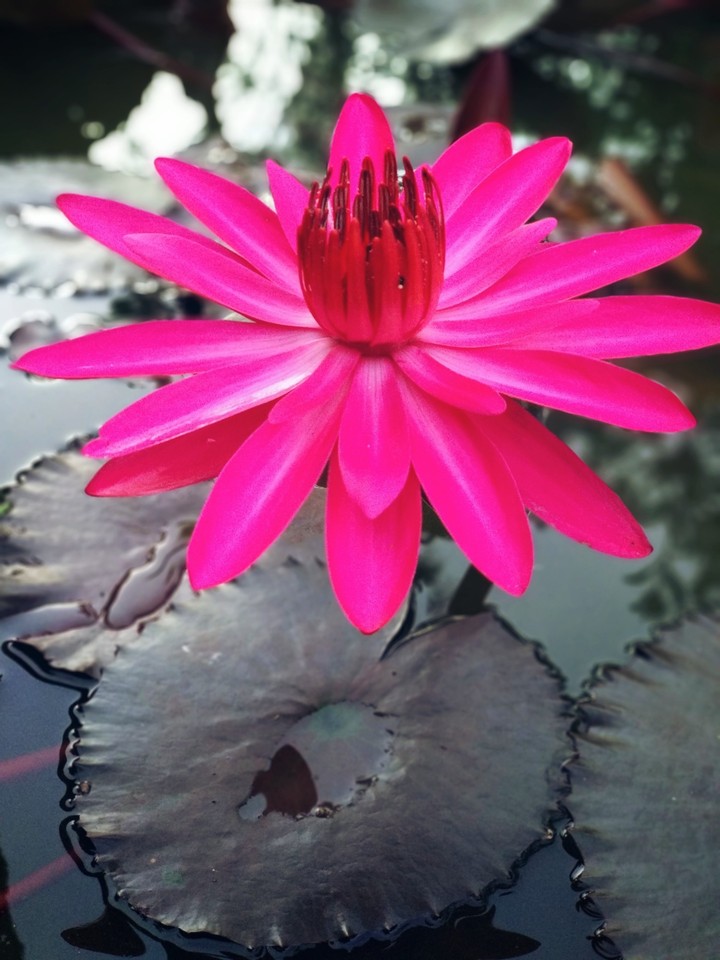 Lotus