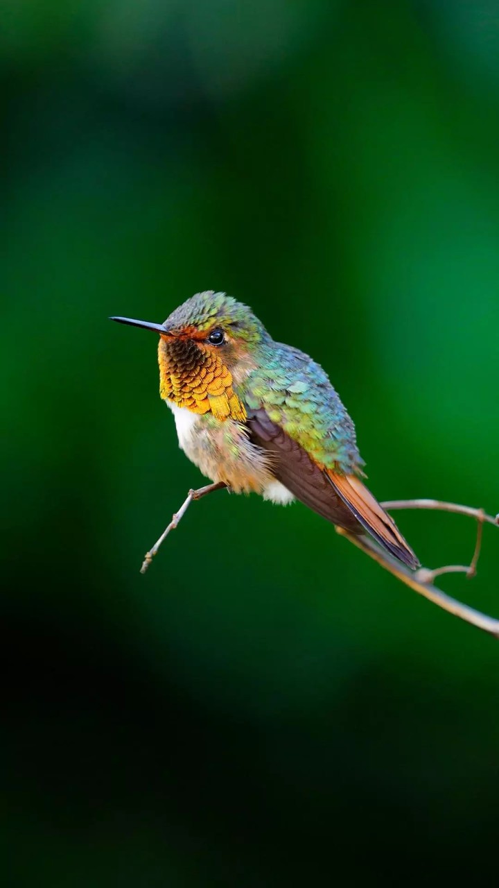 bird