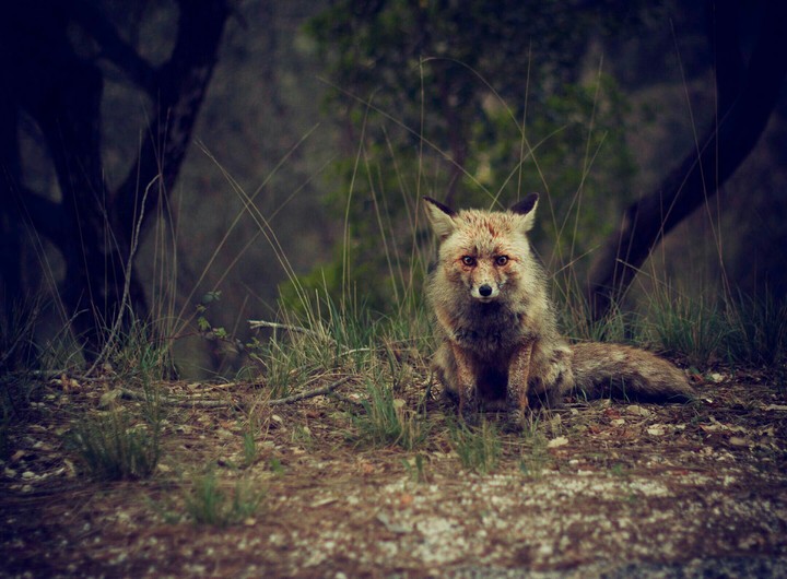 Fox