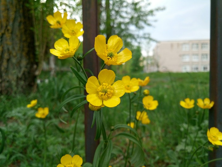 Yellow