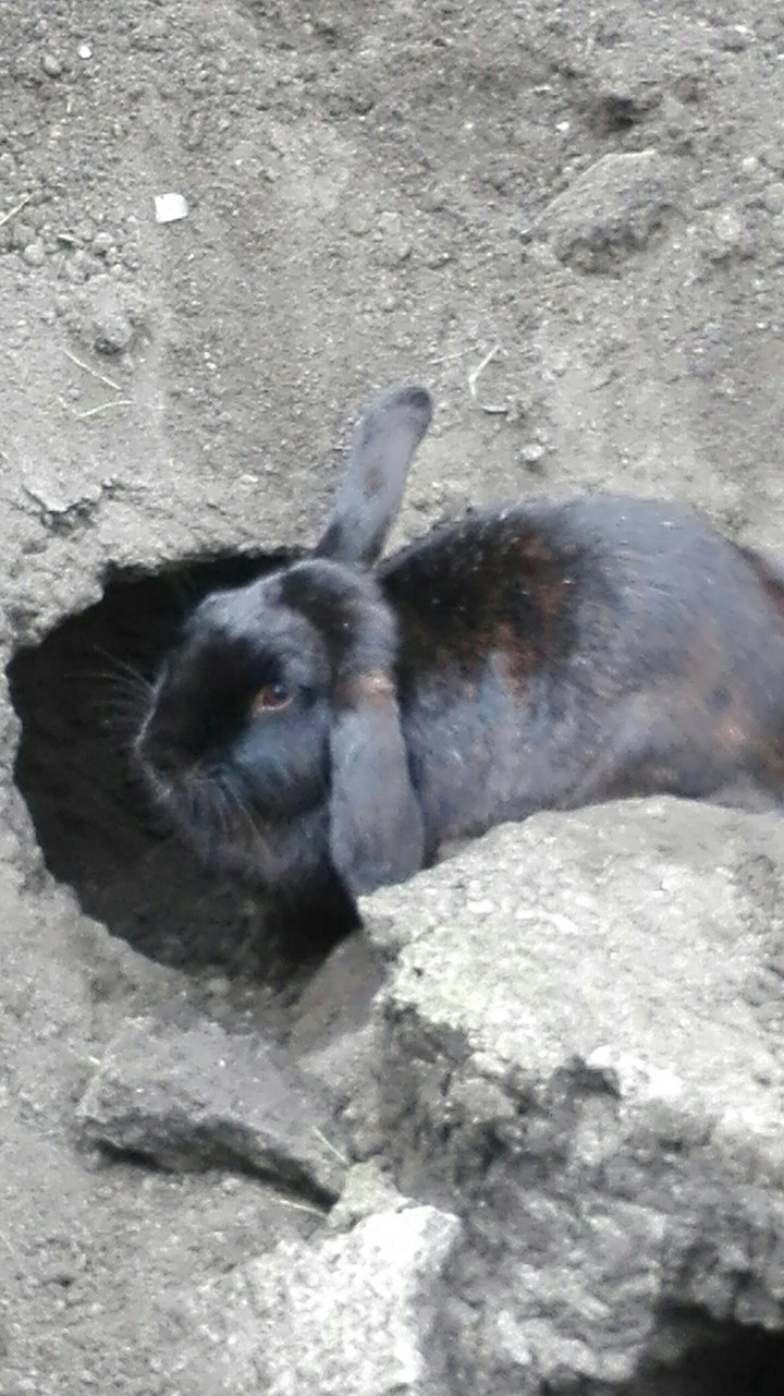 Bunny